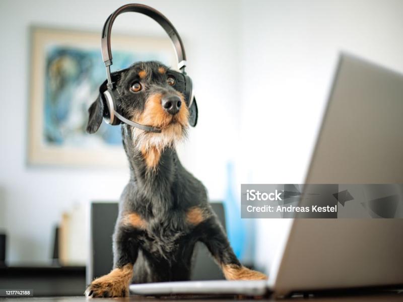 It is a long established fact that a reader will be distracted by the readable content of a